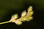 Greater straw sedge